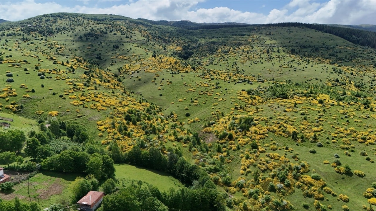 Foto - Menderesleriyle dünyanın dilinde! Perşembe Yaylası’na ziyaretçi akını başladı 