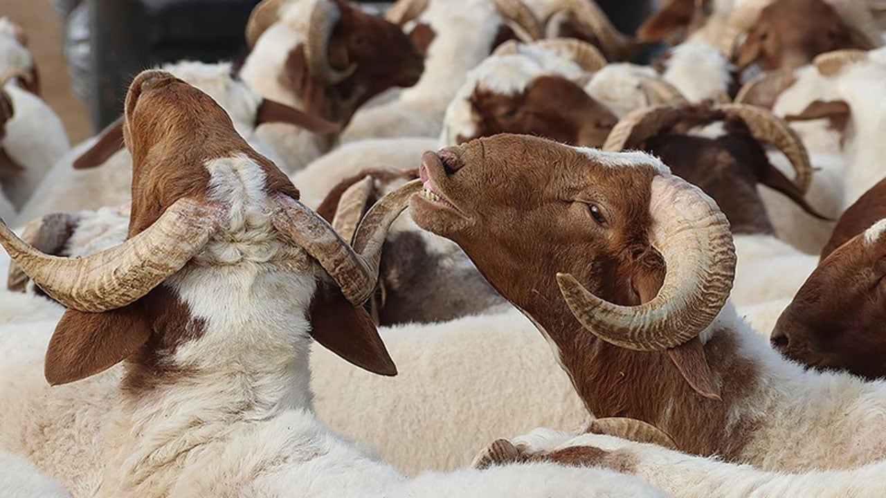 Foto - Merak edilen 10 soru 10 cevap! Kurban ibadetinde doğru bilinen yanlışlar