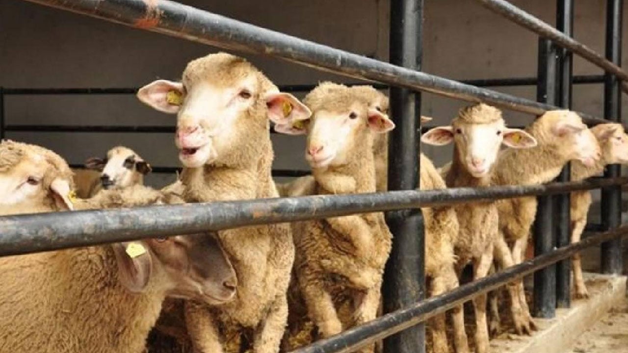 Foto - Merak edilen 10 soru 10 cevap! Kurban ibadetinde doğru bilinen yanlışlar