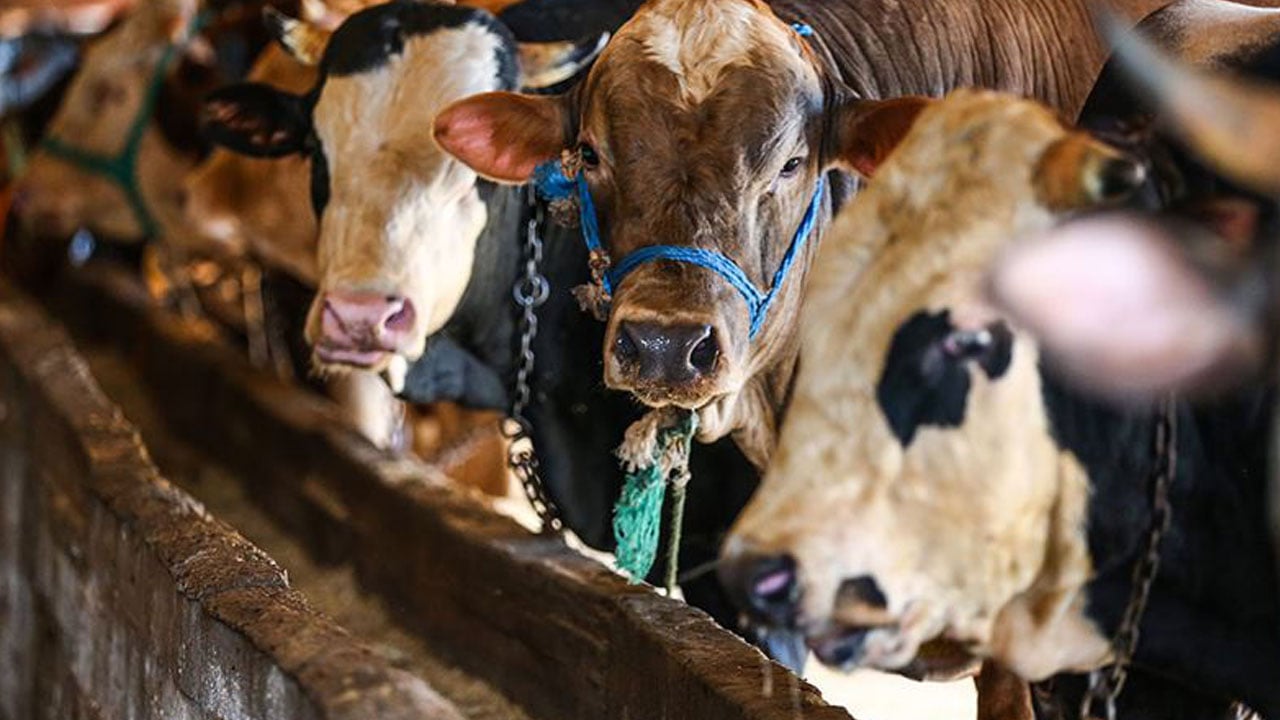 Foto - Merak edilen 10 soru 10 cevap! Kurban ibadetinde doğru bilinen yanlışlar