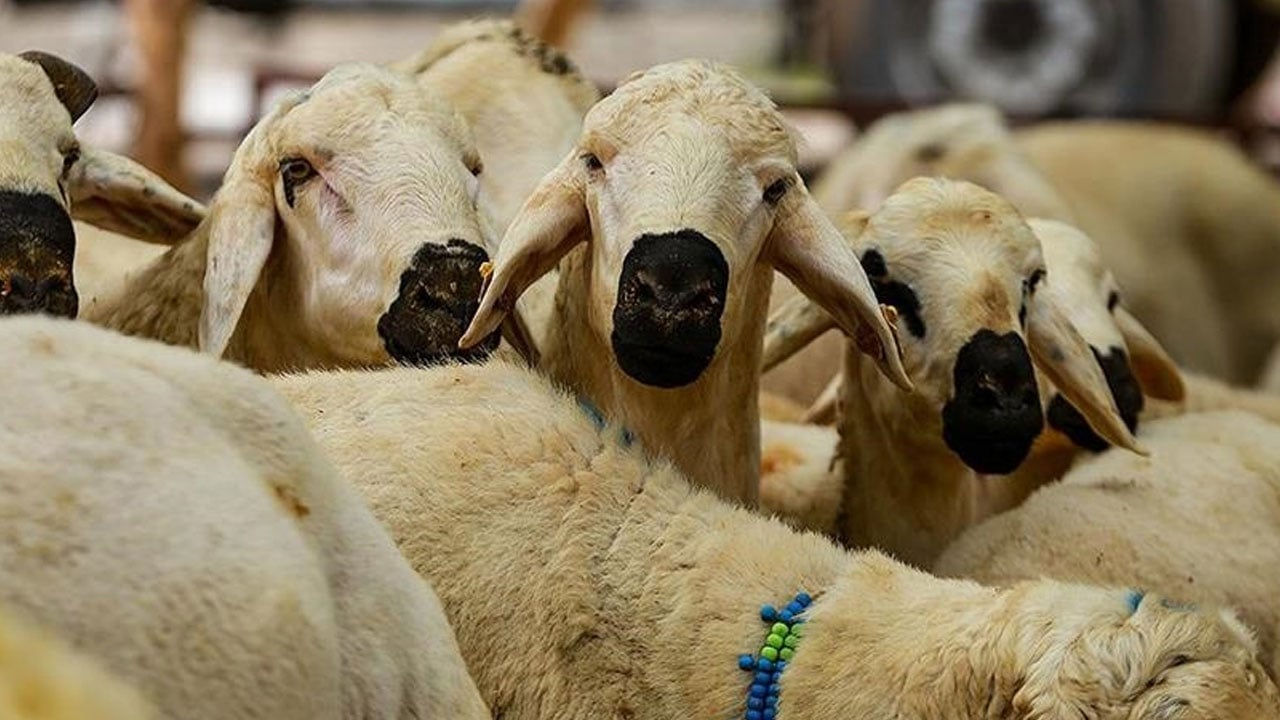 Foto - Merak edilen 10 soru 10 cevap! Kurban ibadetinde doğru bilinen yanlışlar