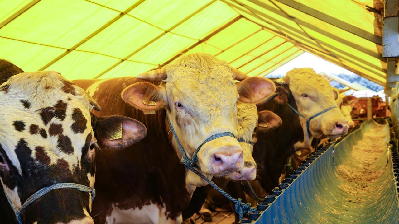 Foto - Merak edilen 10 soru 10 cevap! Kurban ibadetinde doğru bilinen yanlışlar