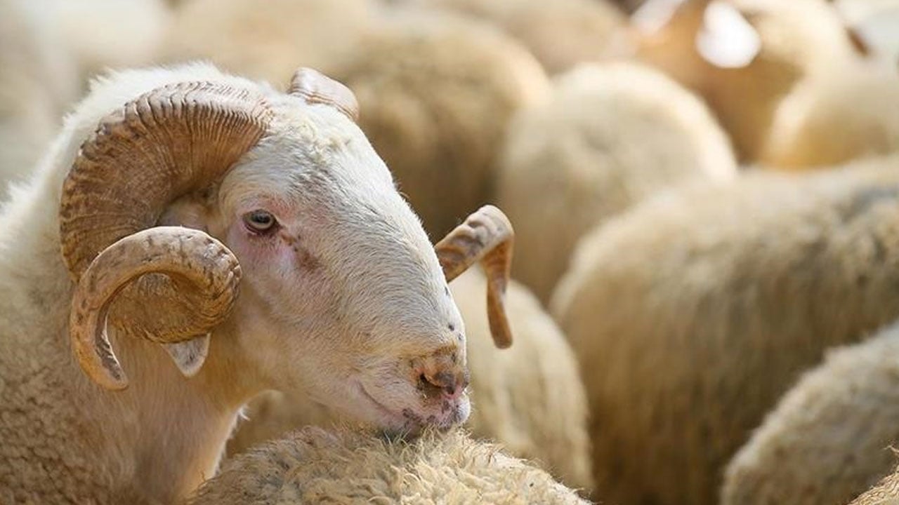 Foto - Merak edilen 10 soru 10 cevap! Kurban ibadetinde doğru bilinen yanlışlar