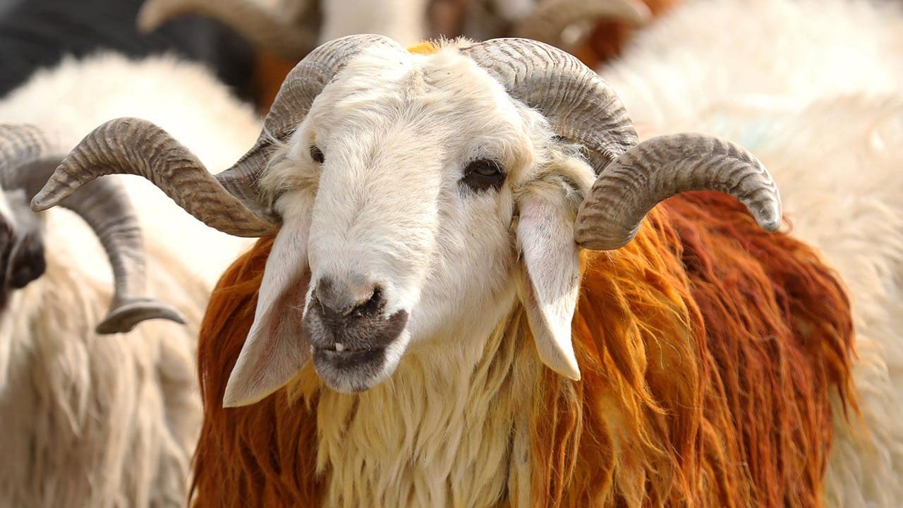 Foto - Merak edilen 10 soru 10 cevap! Kurban ibadetinde doğru bilinen yanlışlar