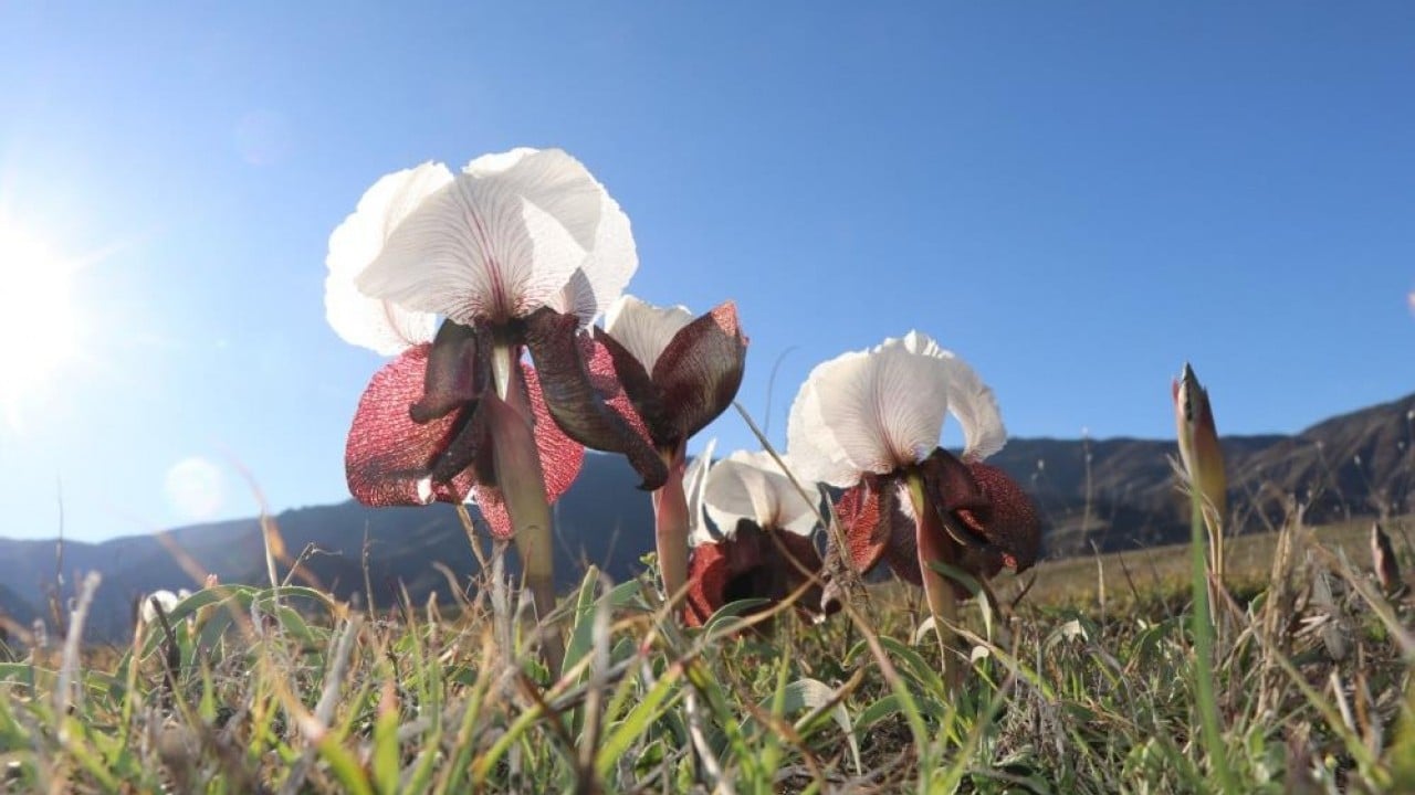 Meraları renklendirdi! Kurt kulakları görsel şölen oluşturdu