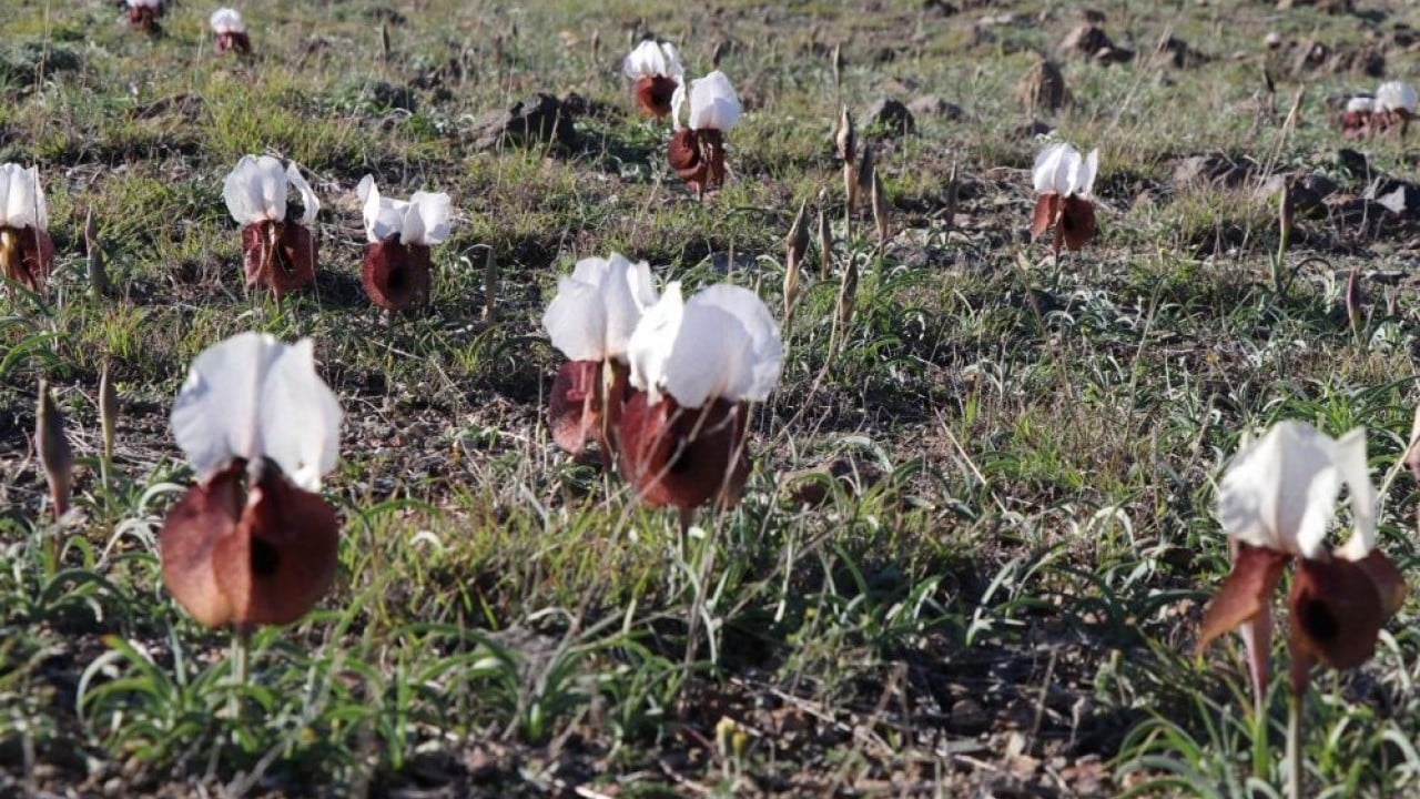 Foto - Meraları renklendirdi! Kurt kulakları görsel şölen oluşturdu