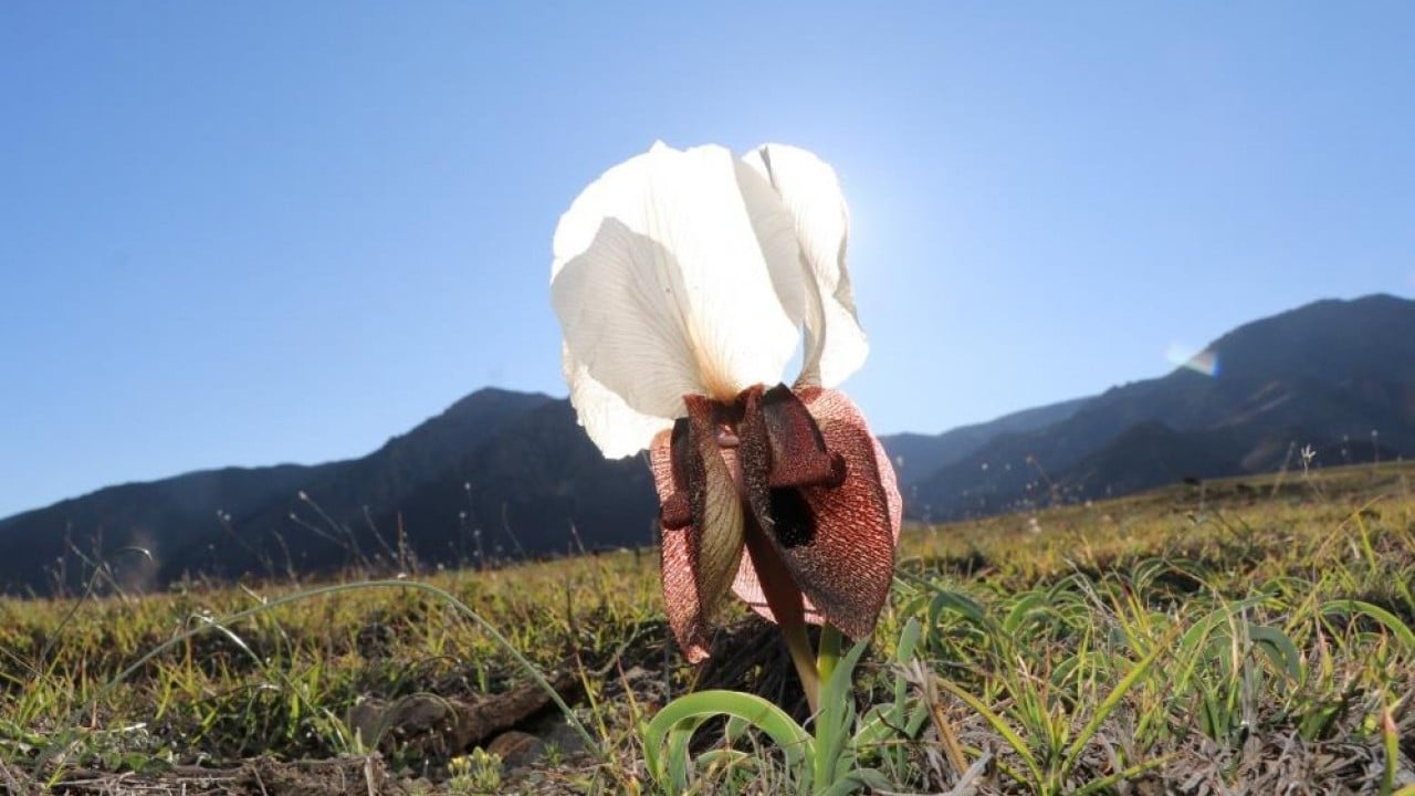 Foto - Meraları renklendirdi! Kurt kulakları görsel şölen oluşturdu