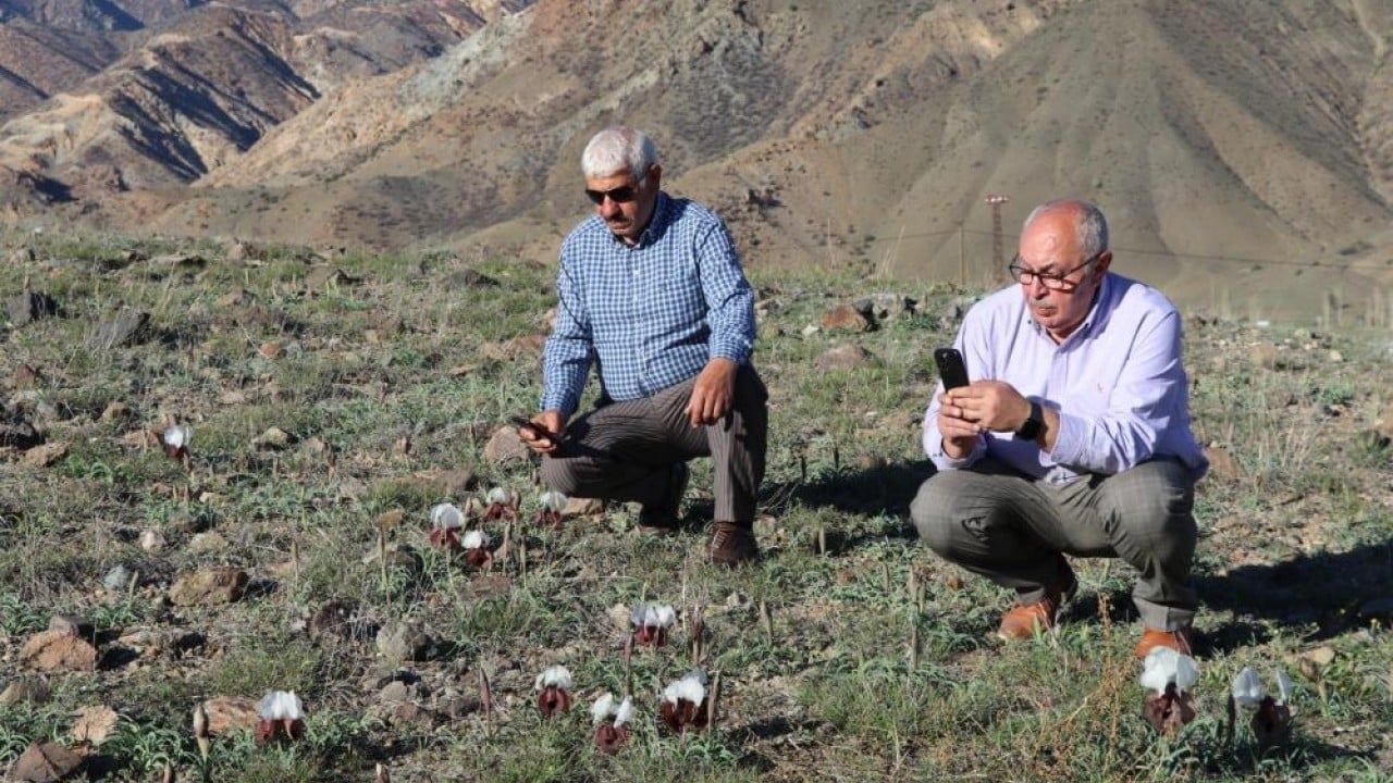 Foto - Meraları renklendirdi! Kurt kulakları görsel şölen oluşturdu