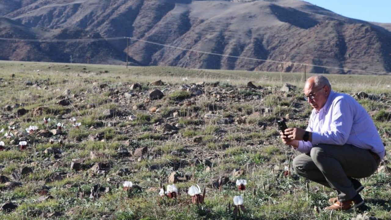 Foto - Meraları renklendirdi! Kurt kulakları görsel şölen oluşturdu