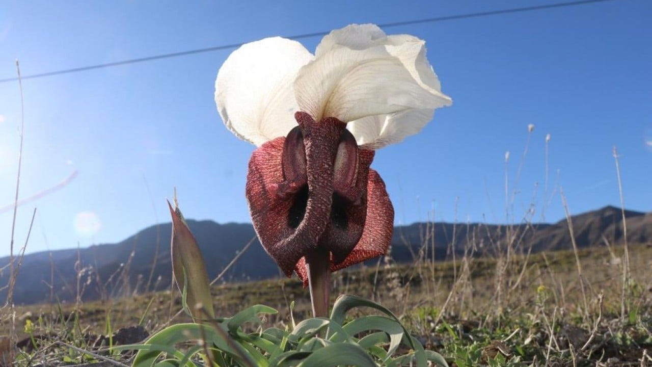 Foto - Meraları renklendirdi! Kurt kulakları görsel şölen oluşturdu