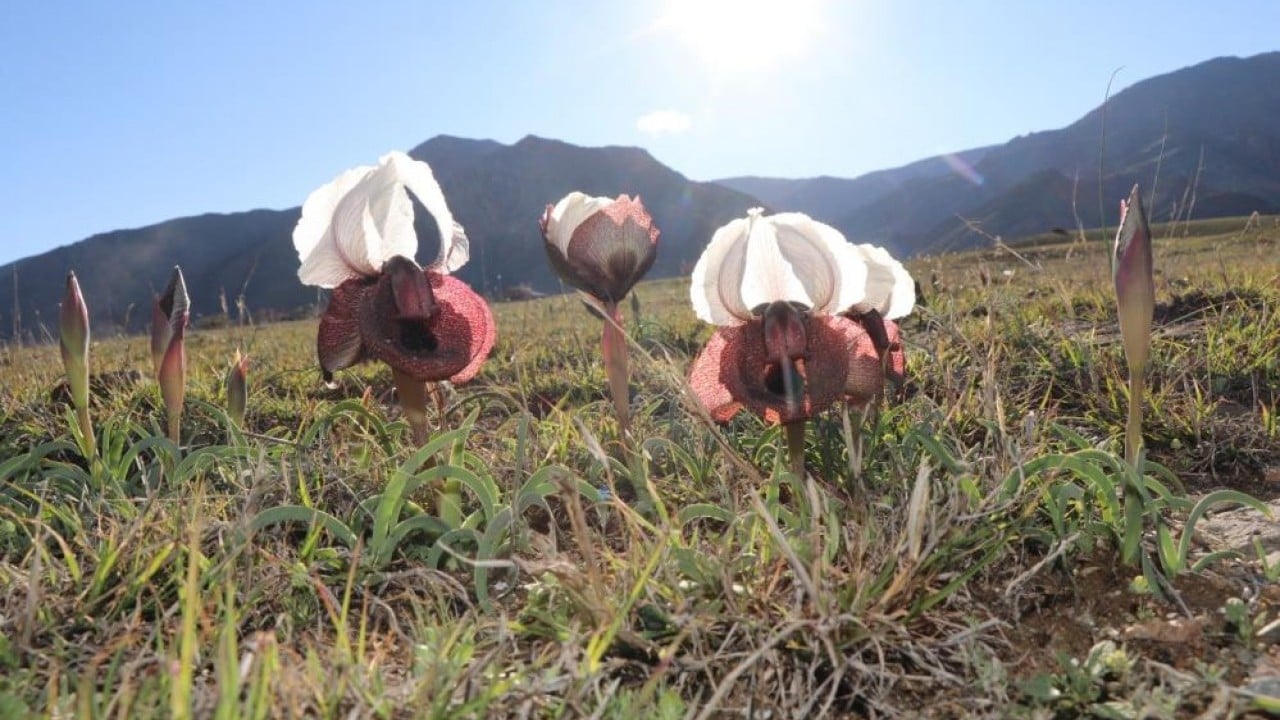 Foto - Meraları renklendirdi! Kurt kulakları görsel şölen oluşturdu