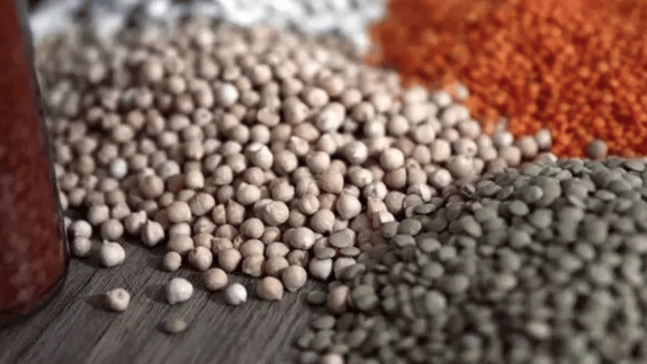 Foto - Mercimek, nohut ve daha neler neler... Böceklenme tarih oluyor: Bakliyatları bu şekilde...