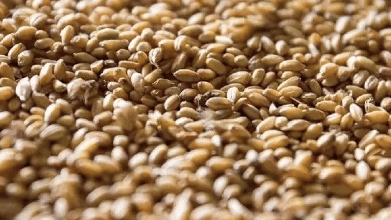 Foto - Mercimek, nohut ve daha neler neler... Böceklenme tarih oluyor: Bakliyatları bu şekilde...