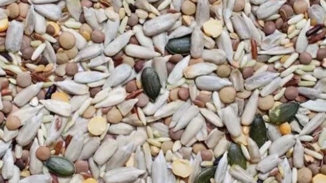 Foto - Mercimek, nohut ve daha neler neler... Böceklenme tarih oluyor: Bakliyatları bu şekilde...