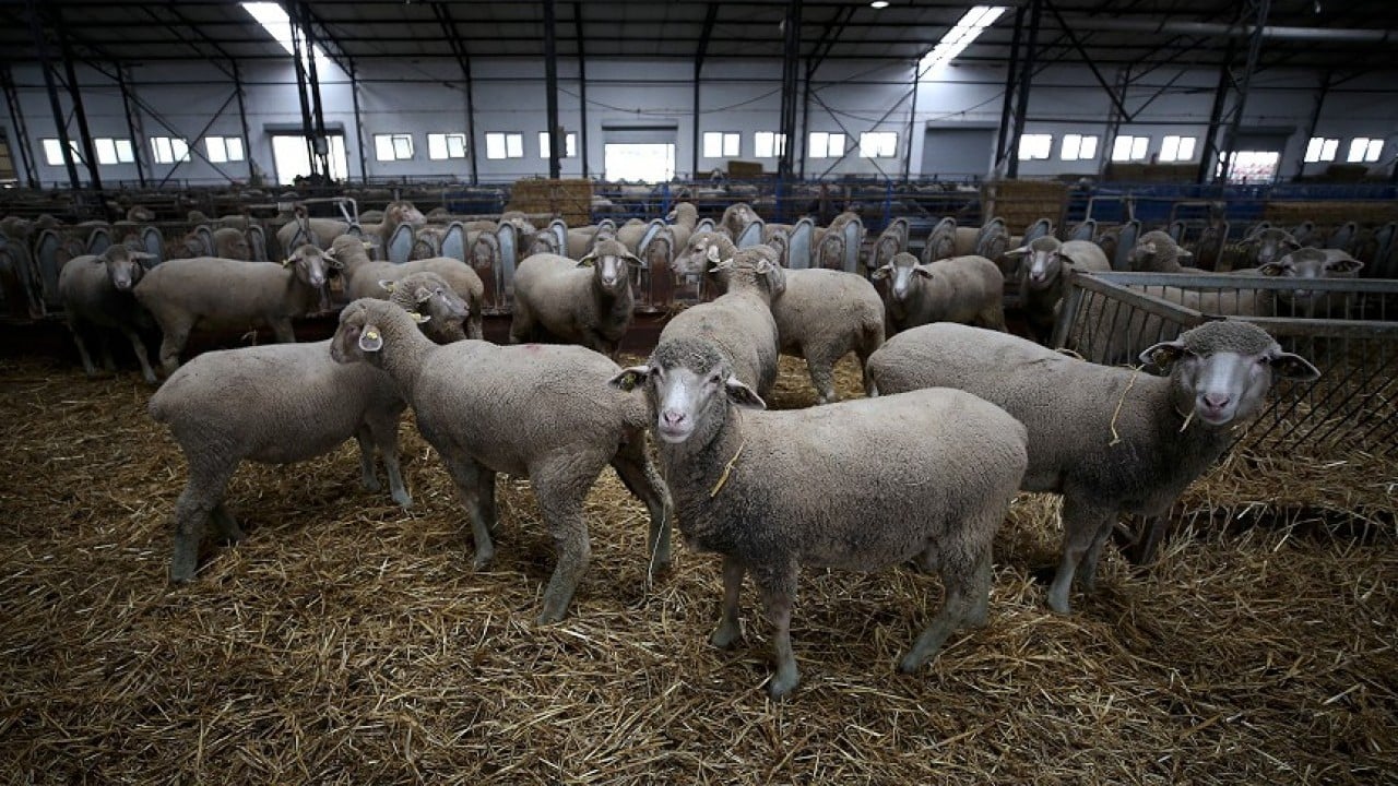 Merinos'un rakibi etçil Bandırma koyunu