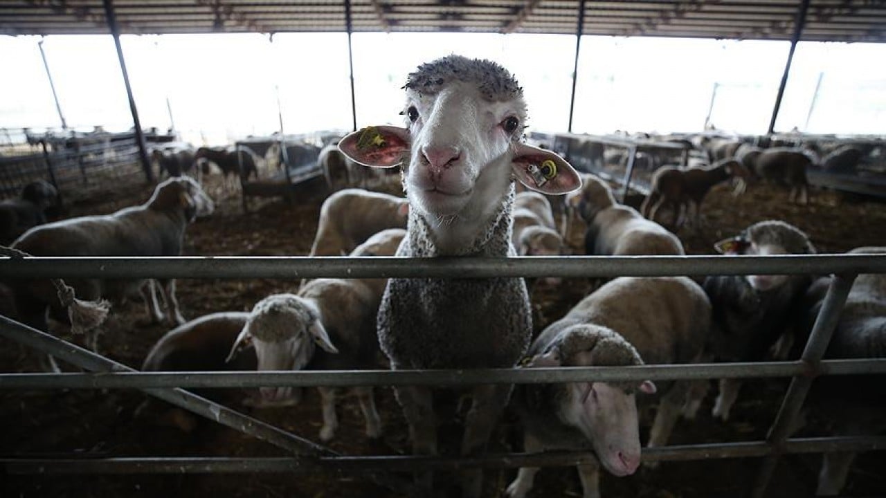 Foto - Merinos'un rakibi etçil Bandırma koyunu