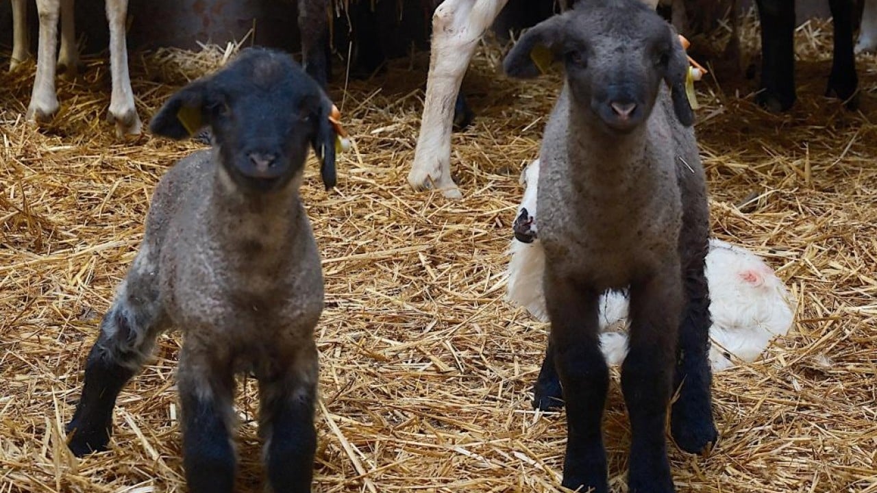 Foto - Merinos'un rakibi etçil Bandırma koyunu