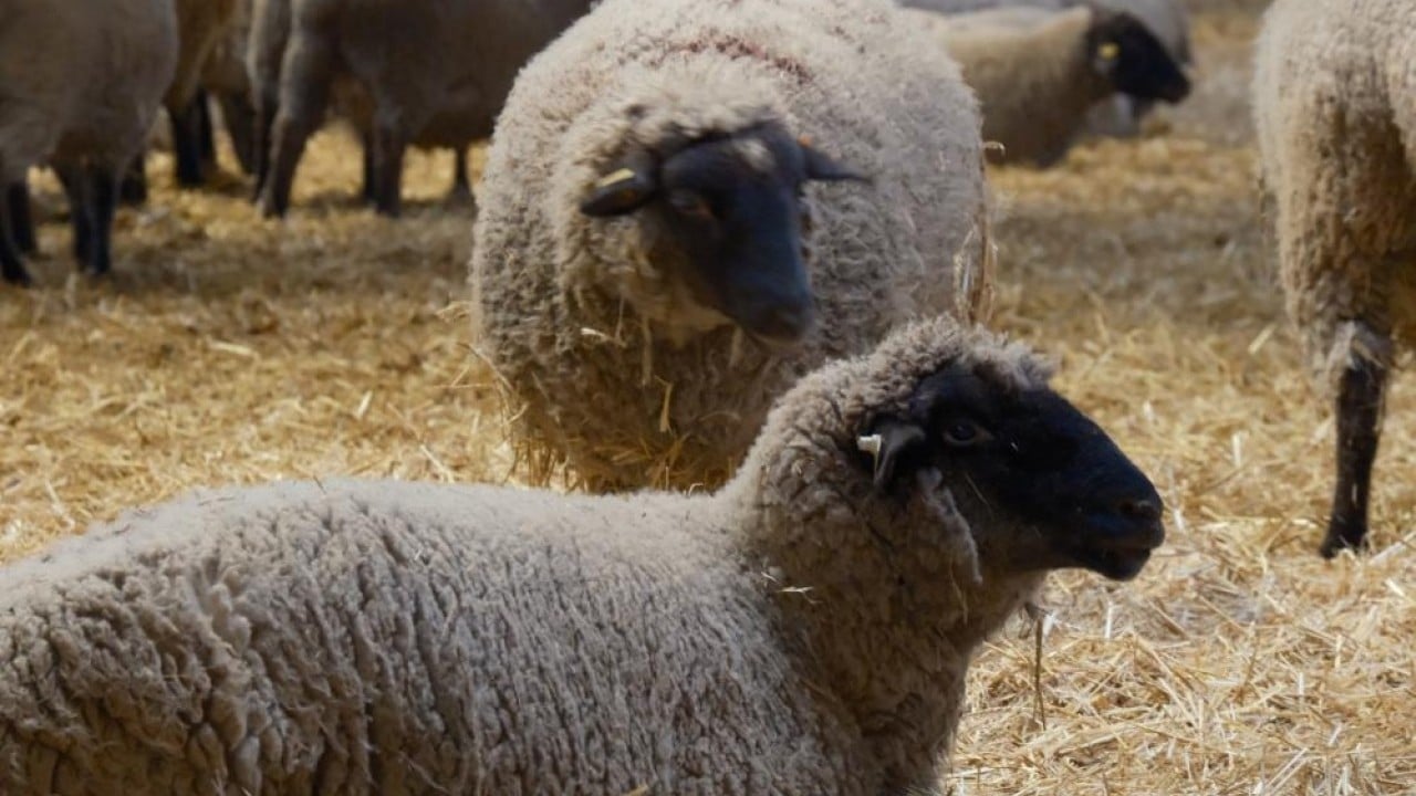 Foto - Merinos'un rakibi etçil Bandırma koyunu