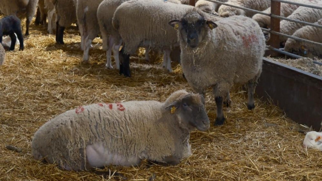 Foto - Merinos'un rakibi etçil Bandırma koyunu