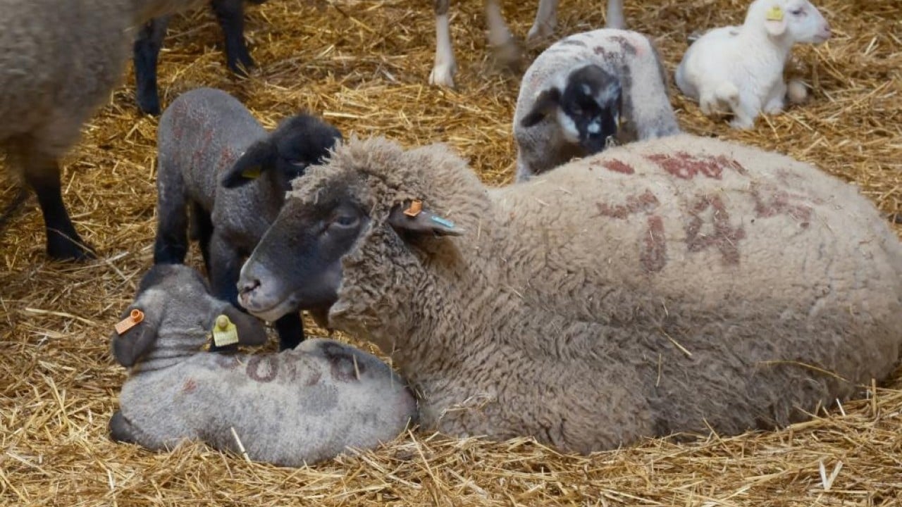 Foto - Merinos'un rakibi etçil Bandırma koyunu