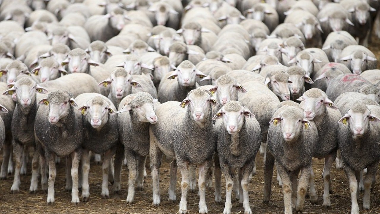 Foto - Merinos'un rakibi etçil Bandırma koyunu
