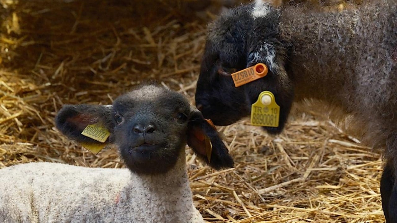 Foto - Merinos'un rakibi etçil Bandırma koyunu