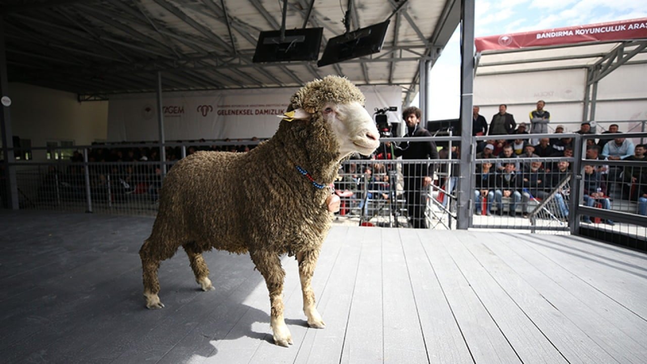 Foto - Merinos'un rakibi etçil Bandırma koyunu