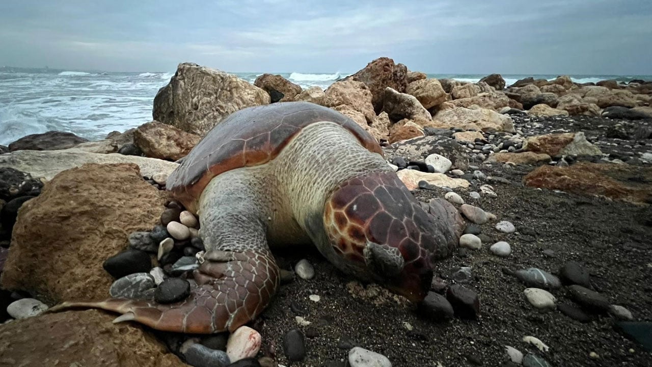 Mersin sahillerinde alarm! 15 günde 7 caretta caretta ölü bulundu