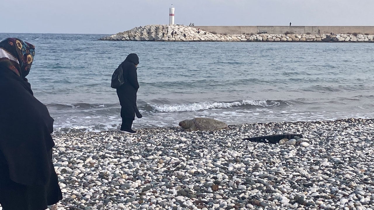 Foto - Mersin sahillerinde alarm! 15 günde 7 caretta caretta ölü bulundu