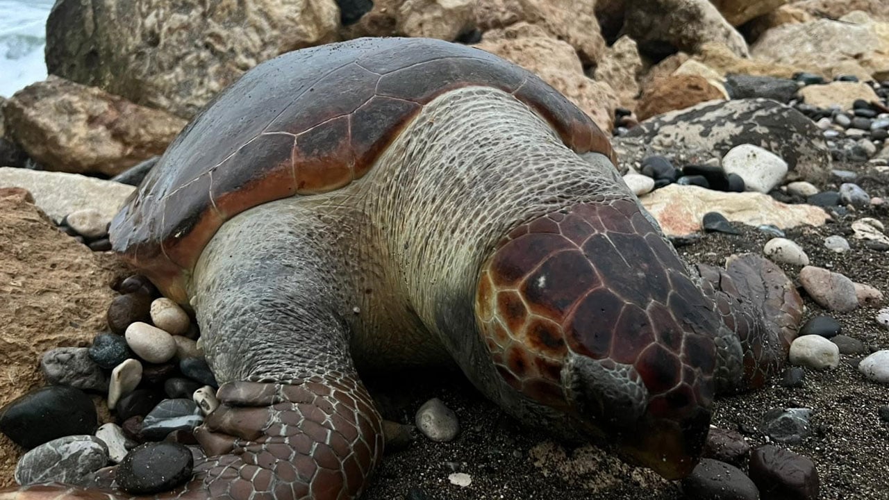 Foto - Mersin sahillerinde alarm! 15 günde 7 caretta caretta ölü bulundu