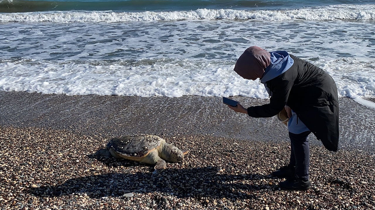 Foto - Mersin sahillerinde alarm! 15 günde 7 caretta caretta ölü bulundu