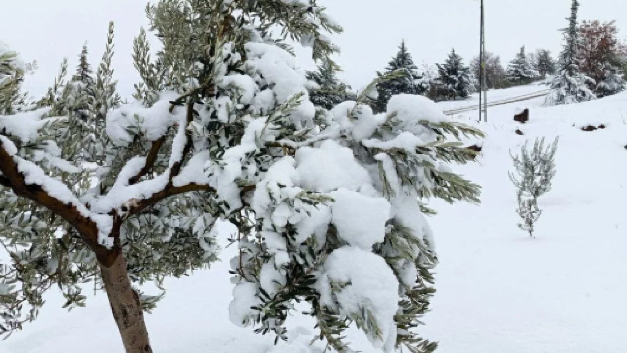 Foto - Mersin'de karla kaplanan ormanlık alandan kartpotallık görüntüler