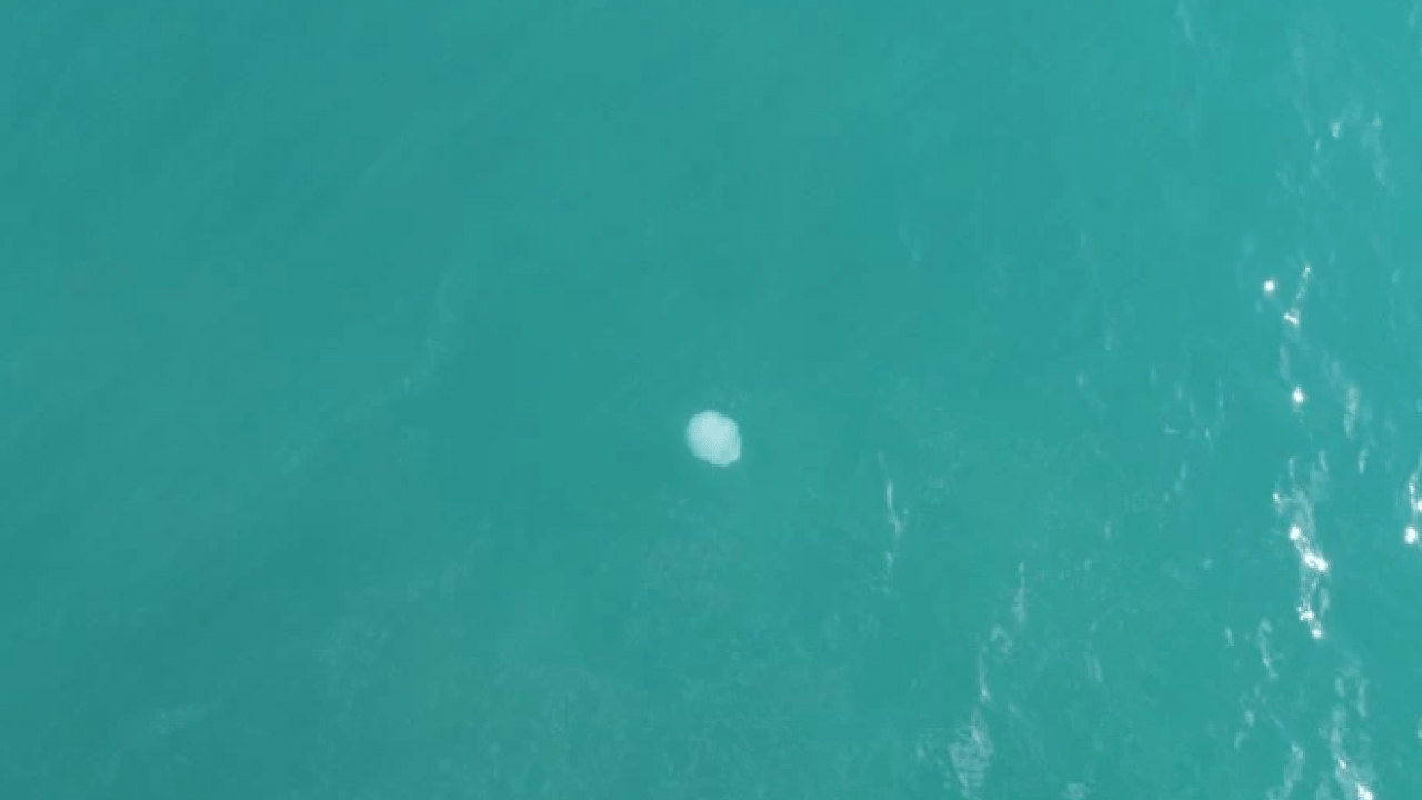 Foto - Mersin’de tiksindiren görüntü! Yüzlercesi sahile vurdu