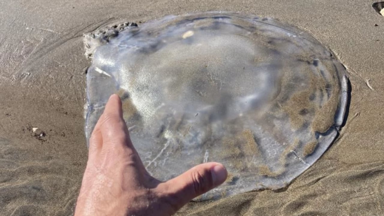 Mersin’de tiksindiren görüntü! Yüzlercesi sahile vurdu