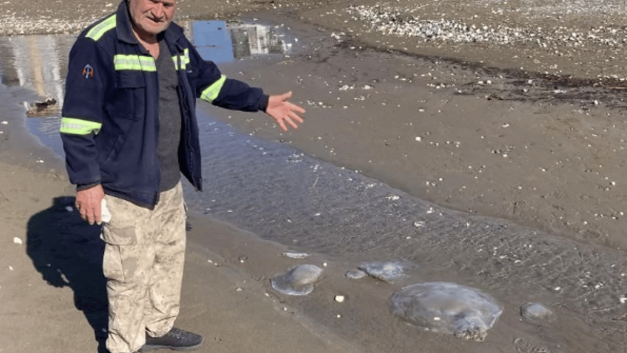 Foto - Mersin’de tiksindiren görüntü! Yüzlercesi sahile vurdu