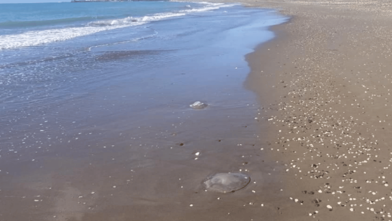 Foto - Mersin’de tiksindiren görüntü! Yüzlercesi sahile vurdu