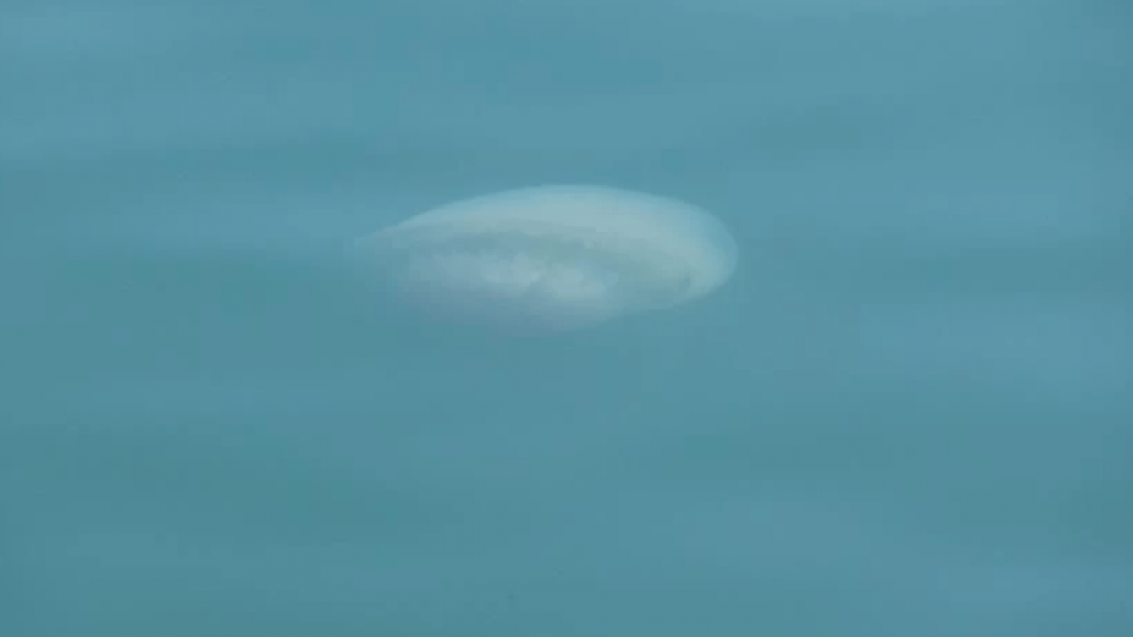 Foto - Mersin’de tiksindiren görüntü! Yüzlercesi sahile vurdu