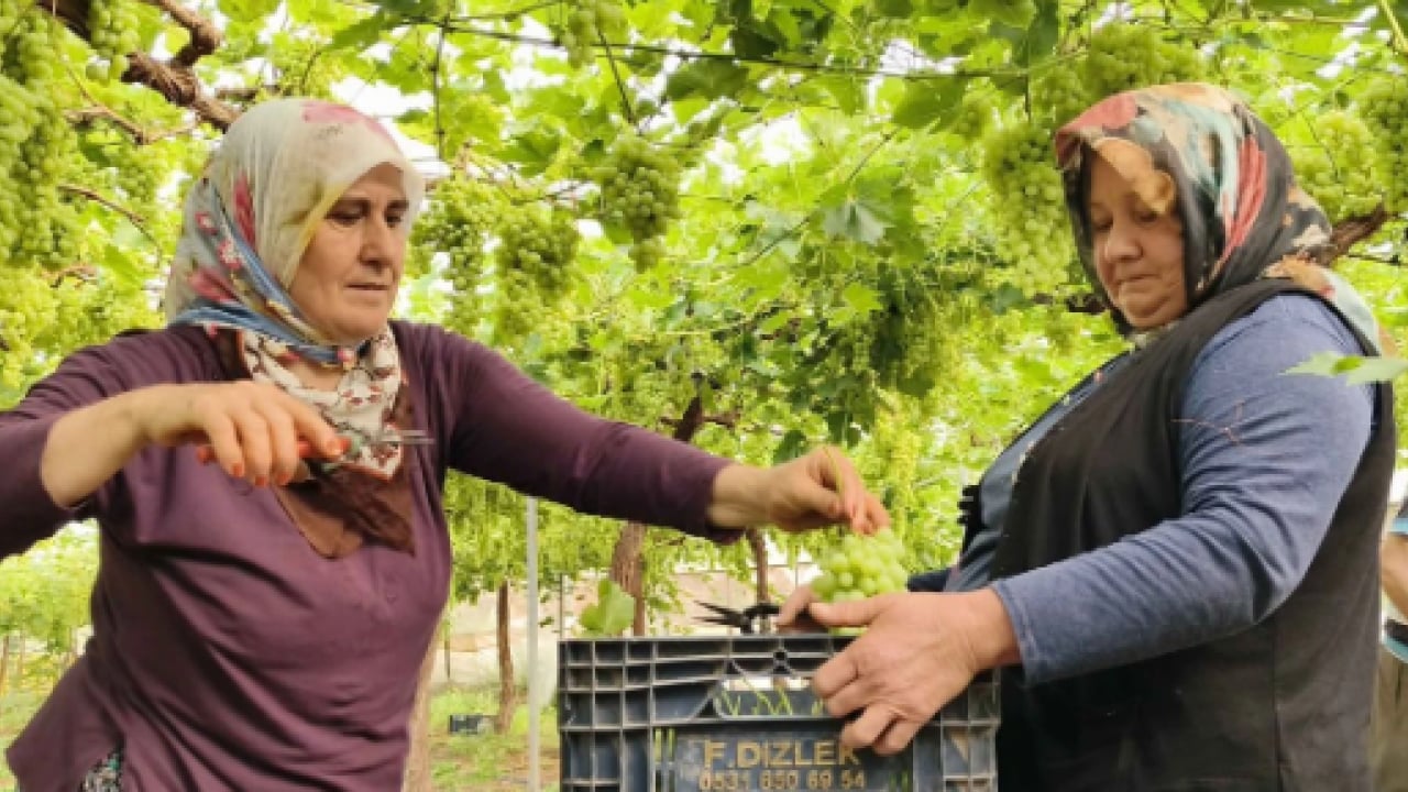 Foto - Mersin’de yüzleri güldüren hasat! Kilosu 600 TL’den satılıyor