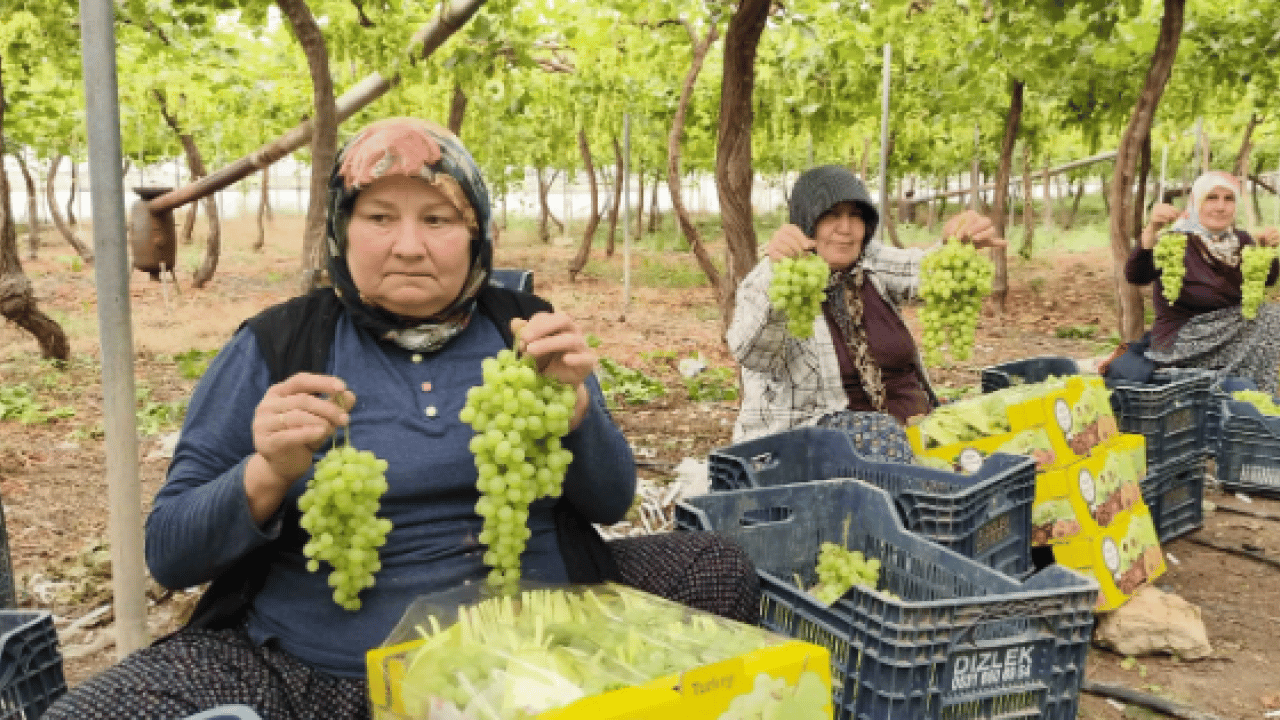 Mersin’de yüzleri güldüren hasat! Kilosu 600 TL’den satılıyor