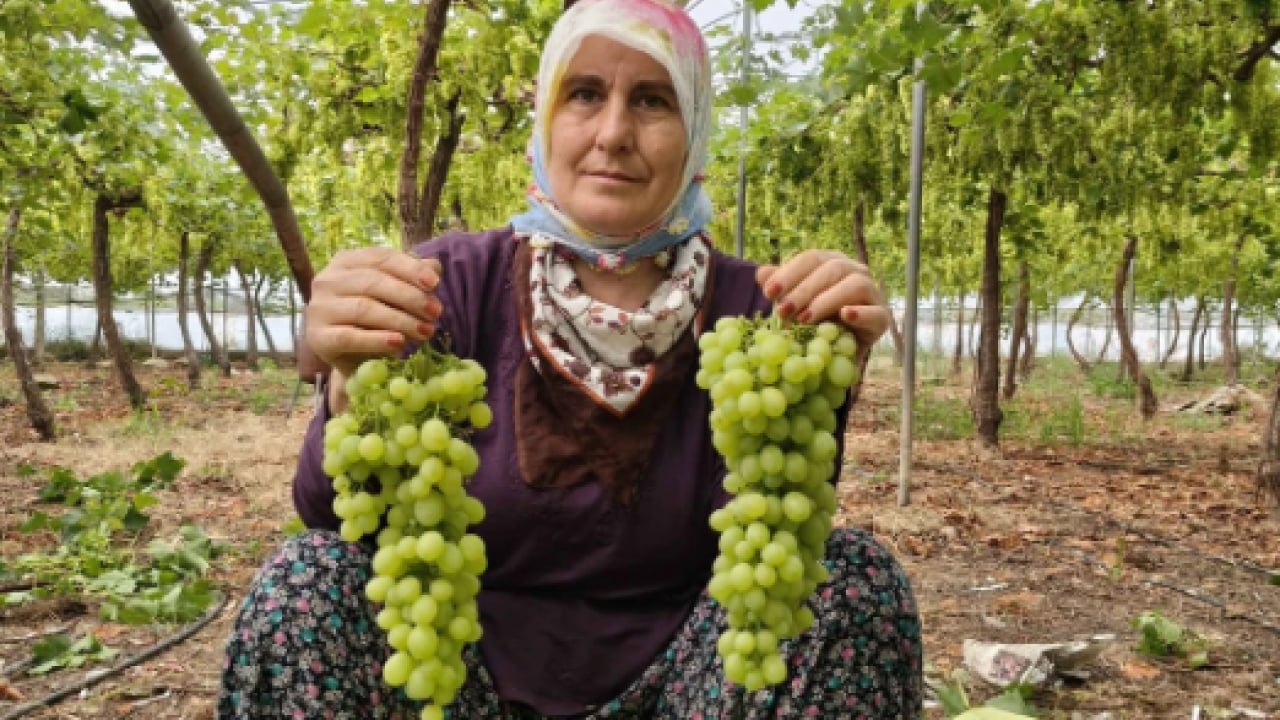 Foto - Mersin’de yüzleri güldüren hasat! Kilosu 600 TL’den satılıyor