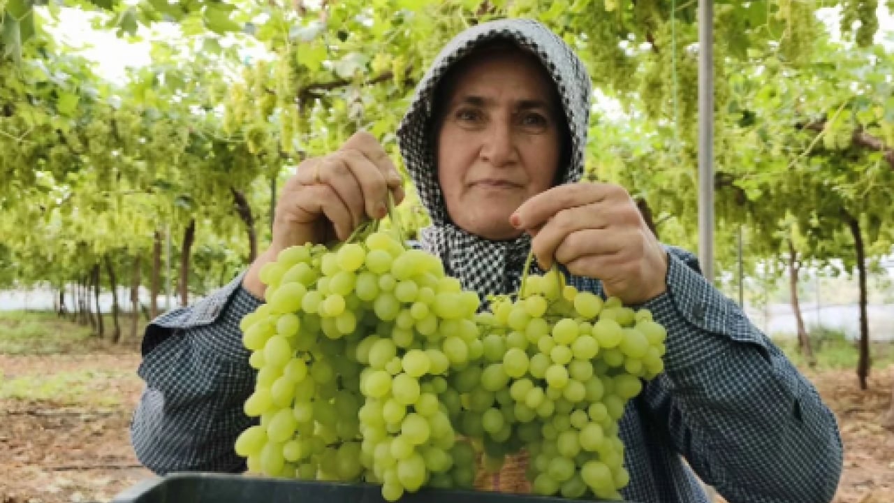 Foto - Mersin’de yüzleri güldüren hasat! Kilosu 600 TL’den satılıyor