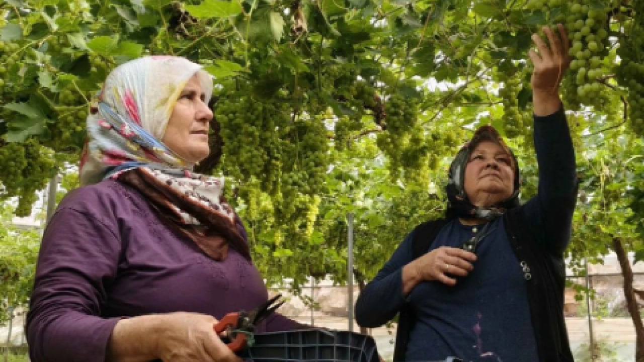 Foto - Mersin’de yüzleri güldüren hasat! Kilosu 600 TL’den satılıyor