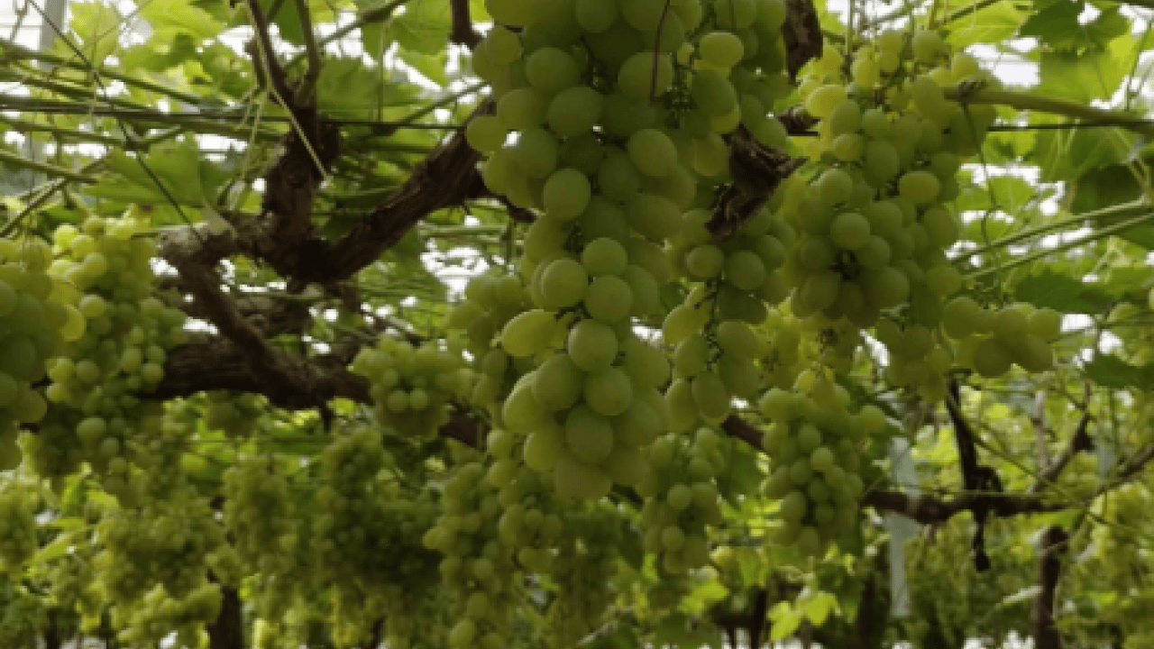 Foto - Mersin’de yüzleri güldüren hasat! Kilosu 600 TL’den satılıyor