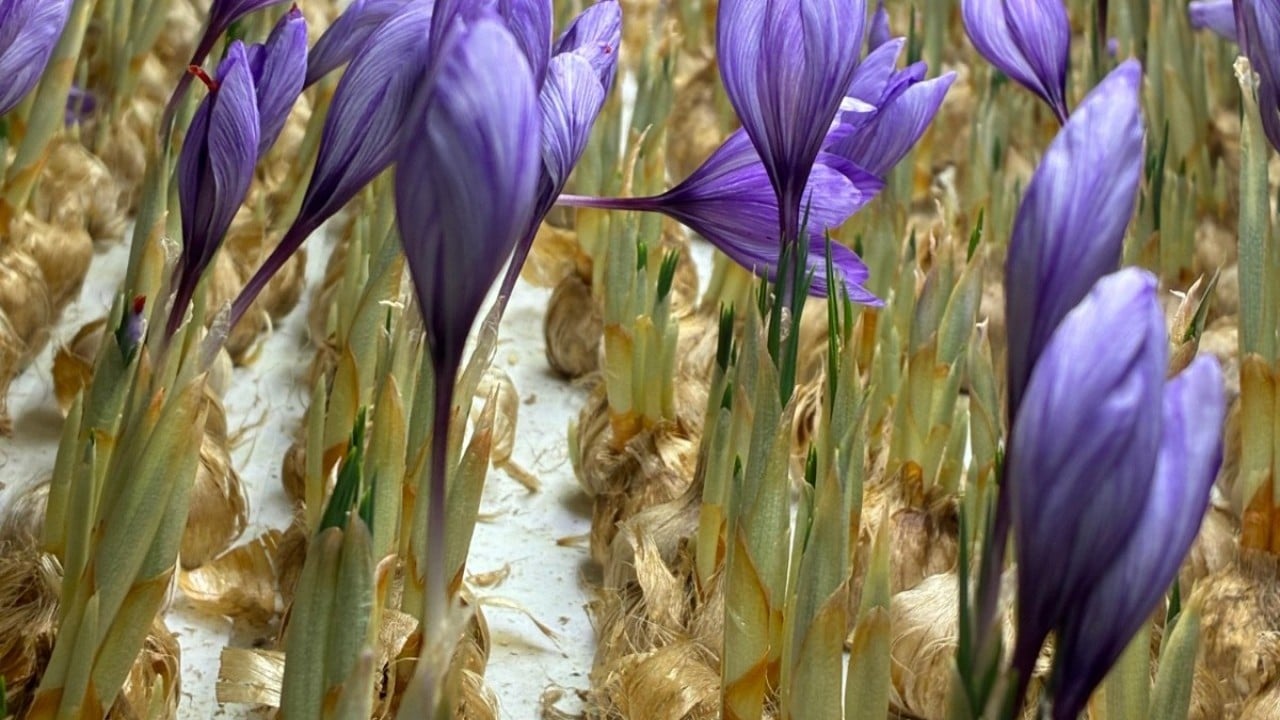 Foto - Mesleğini bırakıp üretime başladı