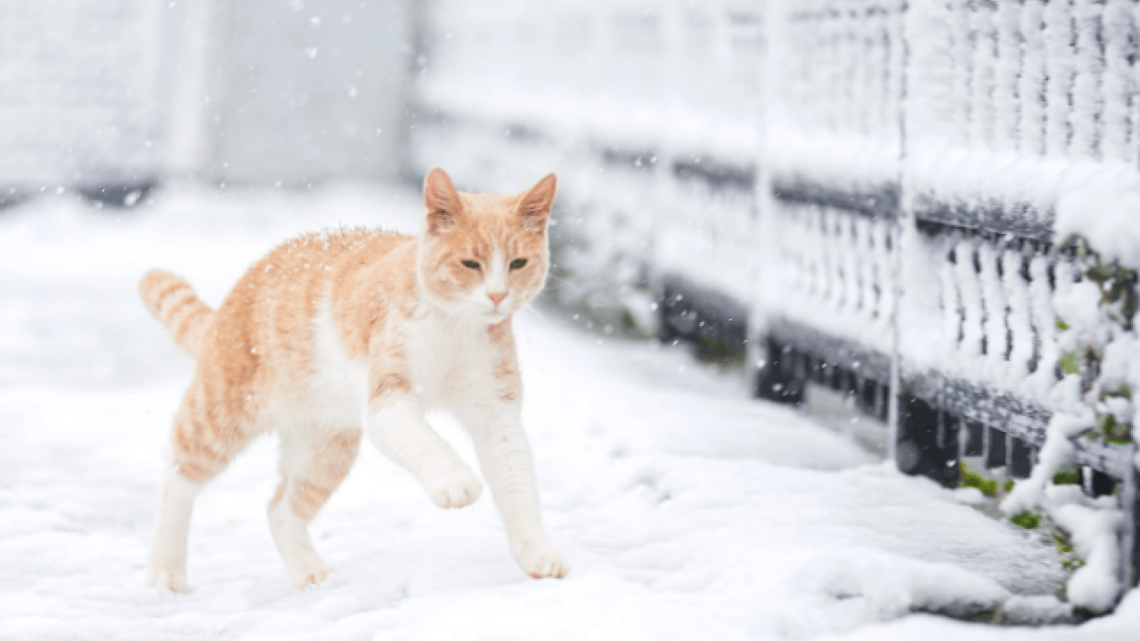 Foto - Meteoroloji’den yeni açıklama! İstanbul'da kar yağışı devam edecek mi?
