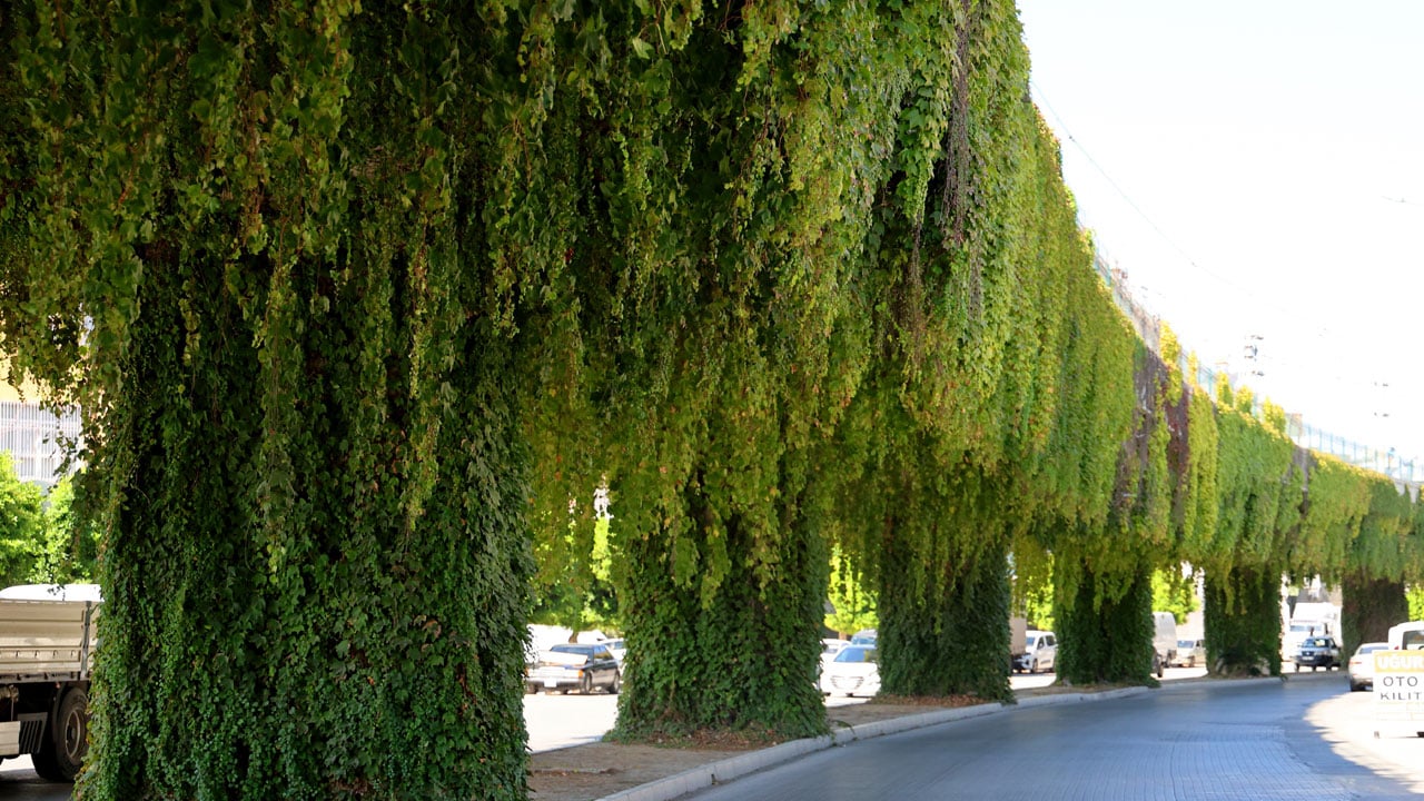 Metro yolu büyülüyor! Betonun ortasında yeşil bir masal