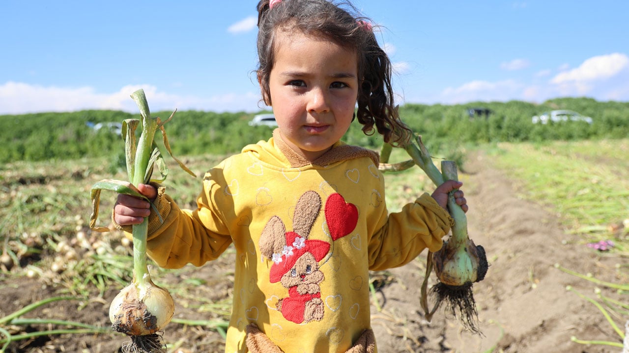 Foto - Mevsimlik işçilerin çocukları hasatta çalışıyor! Okula değil tarlaya gidiyorlar
