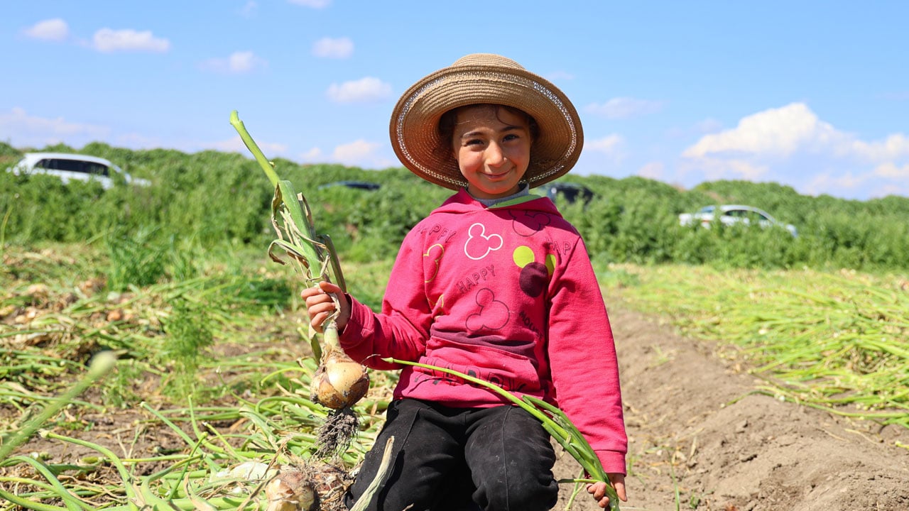Foto - Mevsimlik işçilerin çocukları hasatta çalışıyor! Okula değil tarlaya gidiyorlar