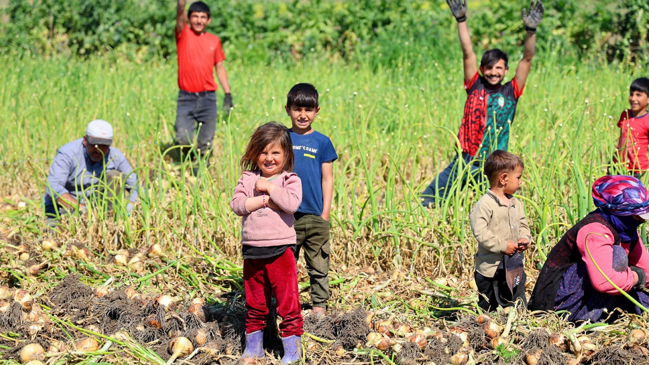 Foto - Mevsimlik işçilerin çocukları hasatta çalışıyor! Okula değil tarlaya gidiyorlar