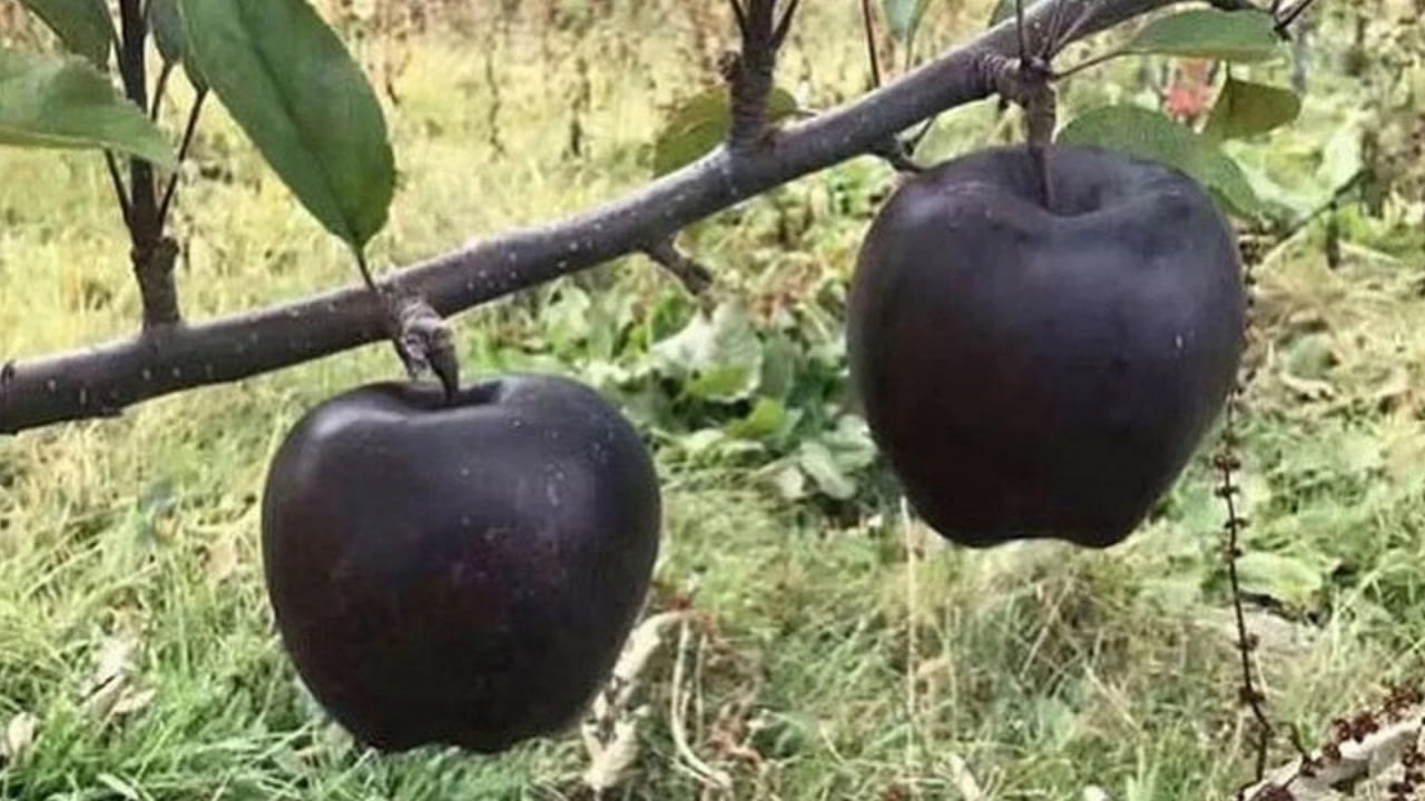 Foto - Meyve değil adeta canlı mücevher! Dağlarda gizlice yetişiyor, tanesini 1100 liraya kapışıyorlar